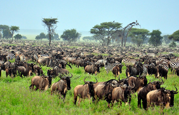 The great migration, Tanzania